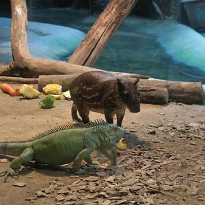 Iguana and paca