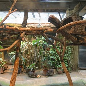 Sloth, iguana and pacas