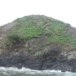 Aquatic birds breeding colonies