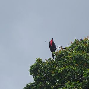 Magnificent frigatebird male