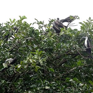 Magnificent frigatebirds