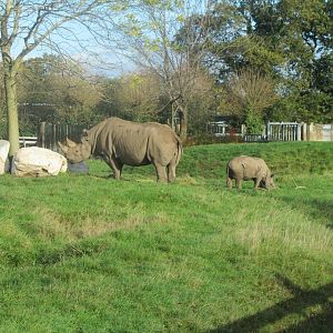 Black Rhino Mother and Calf