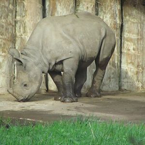Black Rhino Calf
