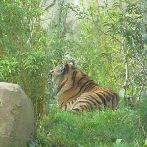 Female Sumatran Tiger - Kirana