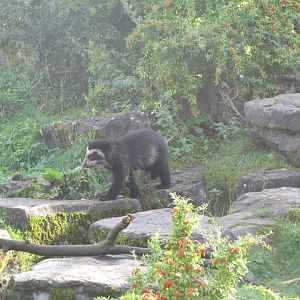 Andean Bear Cub