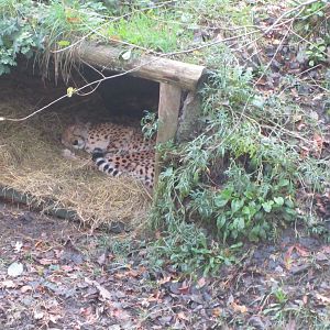 Female North African Cheetah