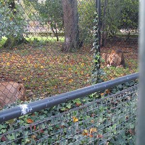 Asiatic Lions Iblis And Kiburi
