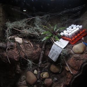 Monserrat Tarantula Exhibit