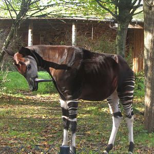Okapi