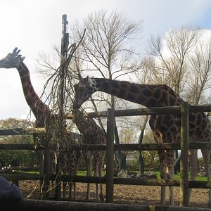 Rothschild Girrafe Herd