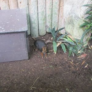 Philippine Mouse Deer