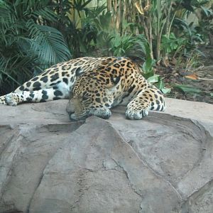 Male Jaguar Napo