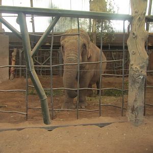 Female Asian Elephant Mya