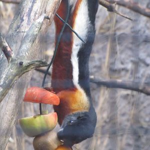 Prevosts Squirrel Feeding