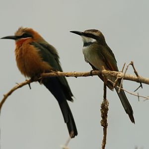 White-throated and white-fronted bee eaters