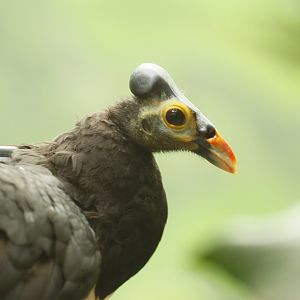 Maleo with a transmitter