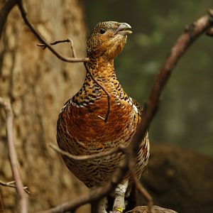 Western Capercaillie