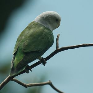 Grey-headed lovebird