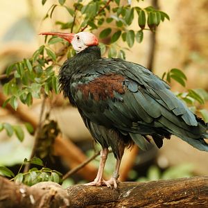 Southern bald ibis