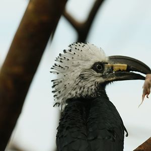 Juvenile long-tailed hornbill