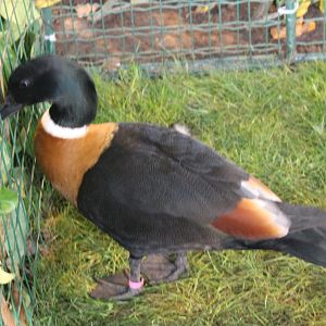 Australian shelduck