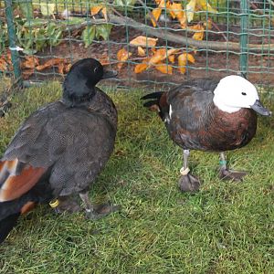 New Zealand shelducks