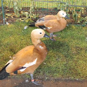 Ruddy shelducks