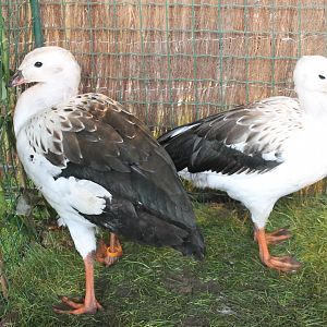 Andean geese