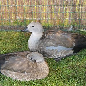 Abyssinian blue-winged Geese