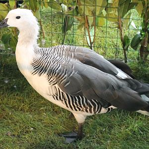 Greater Magellan goose