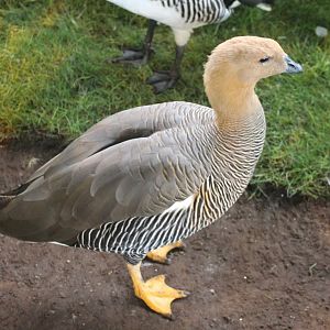 Greater Magellan goose
