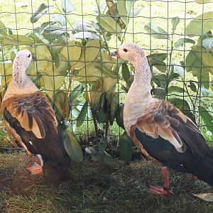 Orinoco geese