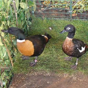 Australian shelducks