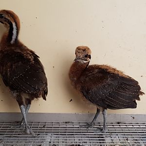 Solitary tinamou-chicks