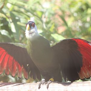 White-crested touraco