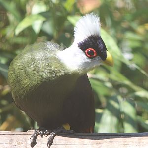 White-crested touraco
