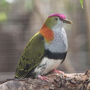 Superb fruit-dove