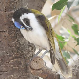Blue-faced honey-eater