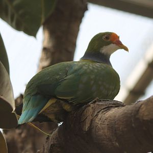 Orange-fronted fruit-dove