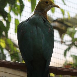 Pink-spotted fruit-dove