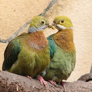 Pink-spotted fruit-doves