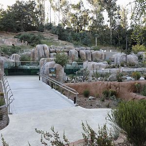 Africa Rocks - penguins