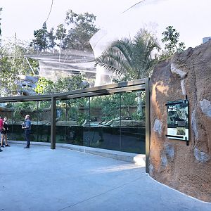 Africa Rocks - dwarf croc and turtles