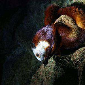 Red-and-white giant flying squirrel at Saltlick