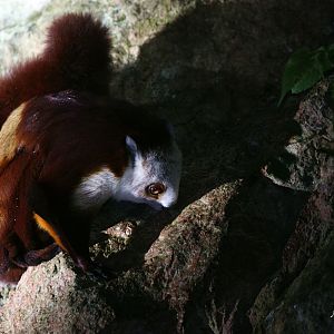 Red-and-white giant squirrel at saltlick