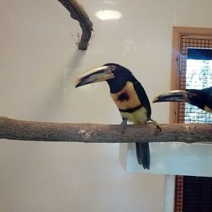 Unsigned - Pale-billed aracari??