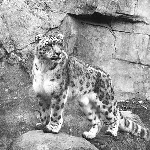 Snow Leopard