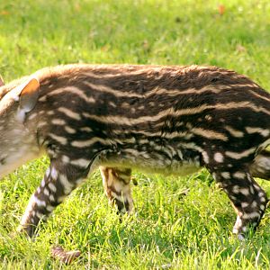 Brazilian tapir calf; Linton; 27th October 2017