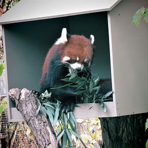 Red Panda