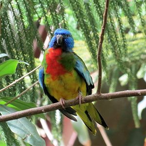 Splendid Parrot